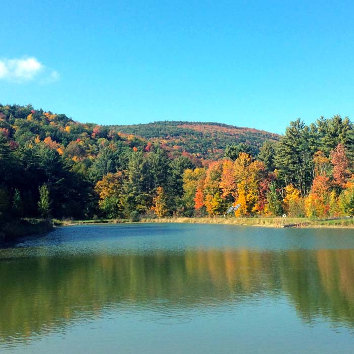 Pond